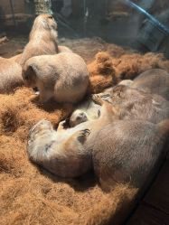 点击看大图 -Zoolung Zoolung动物主题公园(海信广场店)