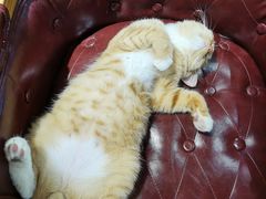 -猫小院猫主题餐厅(三里屯店)