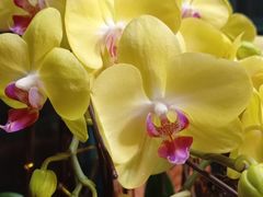 -禅韵琴社 古琴茶道香道插花培训(西华门店)