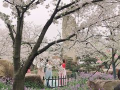 -武汉大学-樱园