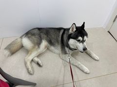 -佳雯宠物医院·皮肤科·内外科(春晓路分院)