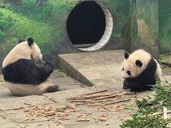 -中国大熊猫保护研究中心雅安碧峰峡基地