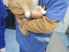 -伟伟宠物医院·CT影像中心·瑞派犬猫综合性门诊(汉口总院)