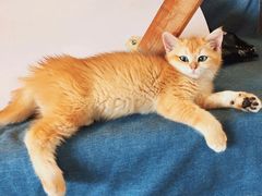 -猫十亿·布偶金渐层·曼基康矮脚猫舍(青年路店)