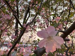 -高东镇樱花园