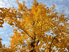 -汉长安城未央宫国家考古遗址公园