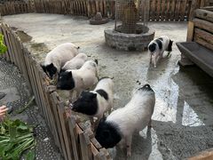 -猪圈咖啡
