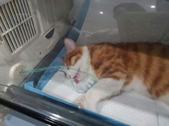 -瑞派名望志远动物医院·猫科·內科·异宠专科(直港大道店)