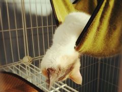 -喵的天空名猫咖啡馆·撸猫·猫舍·用品