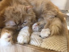 -More Fun猫咖 二十只万元加菲主题