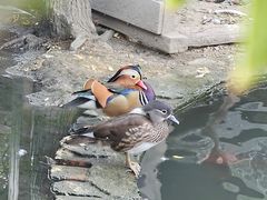 -水绘园