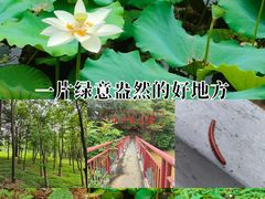 -中山市树木园