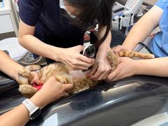 -御宝贝24h宠物医院·转诊中心·CT核磁血透中心(厦门总院)