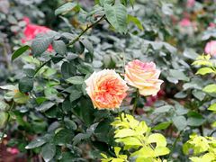 -人民公园(罗湖区)