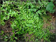 -南汇水蜜桃采摘(大团店)