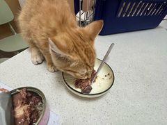 -瑞派康怡24h宠物医院·犬猫医疗中心·微创绝育(瑞景分院)