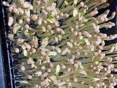 -王婆炒鱼(总店)