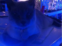 猫猫-Sirena海妖日咖夜酒