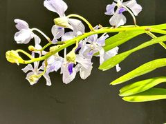 -北京植物园-展览温室