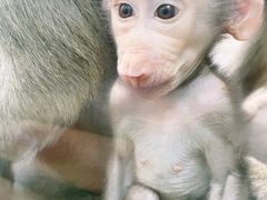 -西安秦岭野生动物园