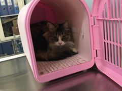-中农大我爱我爱24h动物医院·中医针灸·猫专科·骨科医疗中心(双井店)