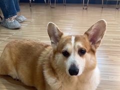 -喵小馆·猫咖狗咖猪咖·饮品店