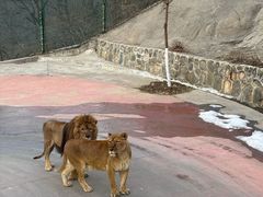 -栾川竹海野生动物园