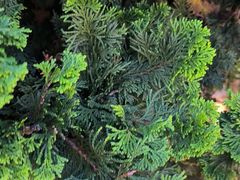 -昆明植物园