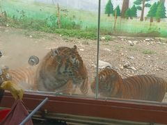 -栾川竹海野生动物园