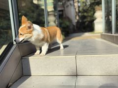 -翊宠yipet猫狗购宠庄园犬舍•猫舍