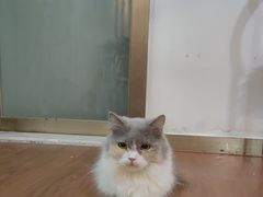 -楼上猫咖(罗湖店)