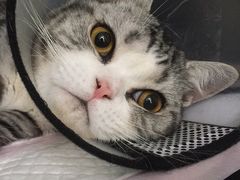 -伟伟宠物医院·CT影像中心·瑞派犬猫综合性门诊(汉口总院)