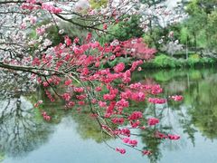 -无锡蠡湖国家湿地公园-蠡园