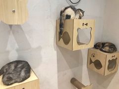 -猫色咖啡·猫咖