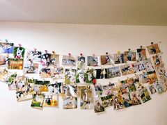 -Husky Go! 哈士奇体验馆·宠物咖啡厅狗咖