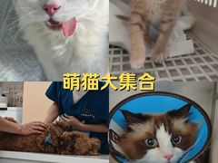 -康成宠物医院24H·CT·核磁共振