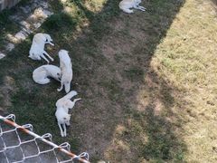 -石家庄市动物园