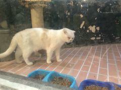 -猫咪博物馆(顶澳仔猫街店)