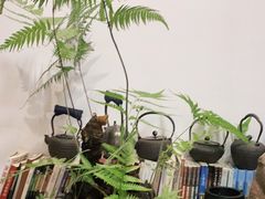 -道南書院·私房菜·早午茶·茶馆