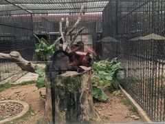 -深圳野生动物园
