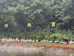 -广州长隆飞鸟乐园
