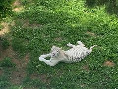 -西霞口神雕山野生动物世界