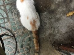 -老太皮肚面