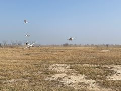 -盐城丹顶鹤湿地生态旅游区