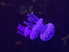 -欢乐海岸海洋奇梦馆