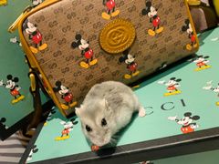 -Gucci(北京SKP店)