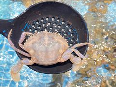 -小天鹅戴斯酒店鲸鲨百汇创作料理