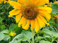 -武陵山森林公园