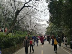 -武汉大学-樱园