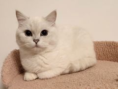 -屋虎猫馆(宝安大仟里店)